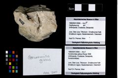 Foto (Objekt + Etikett) von Konidromites gibbus (Reuss 1858)  (NHMW-GEO-1990-0041-3956)